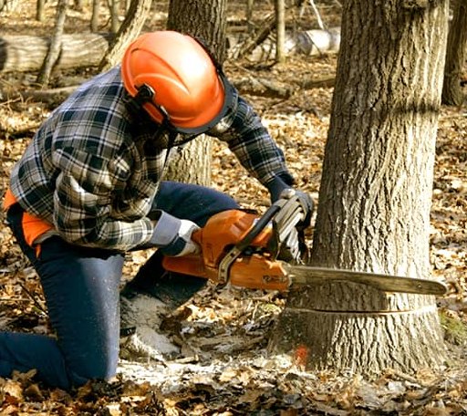 Tree Removal in Bentley, MI